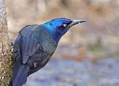 Iridescent Bird Common Grackle Stock Photo Image Of Songbirds Wing