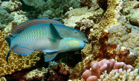 Parrotfish May Help Revive Dying Coral Reefs