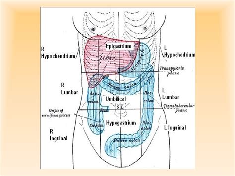 Capas Del Abdomen