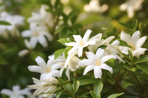 Cape Jasmine Flower Meaning Symbolism And Spiritual Significance