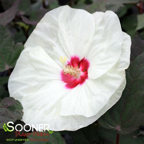 Summerific® French Vanilla Hardy Hibiscus Sooner Plant Farm