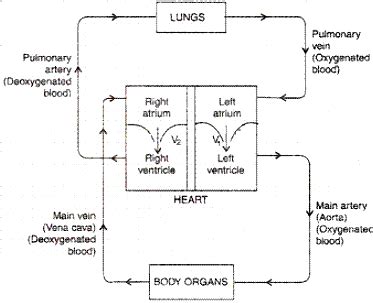 (i) Identify any two parts from the above diagram which carry ...