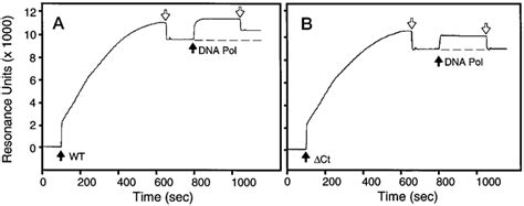 Surface Plasmon Resonance Analysis Of The Interactions Between The Gene Download Scientific