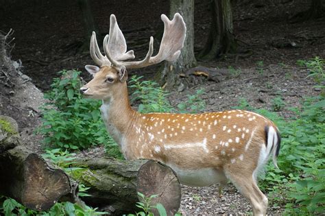 Elnias laukiniai laukinė gamta gamta miškas nemokamos nuotraukos