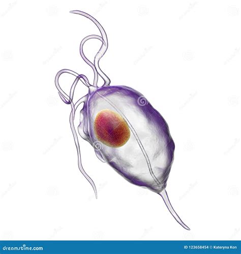 Trichomonas Vaginalis Protozoan Stock Illustration Illustration Of 17820 Hot Sex Picture