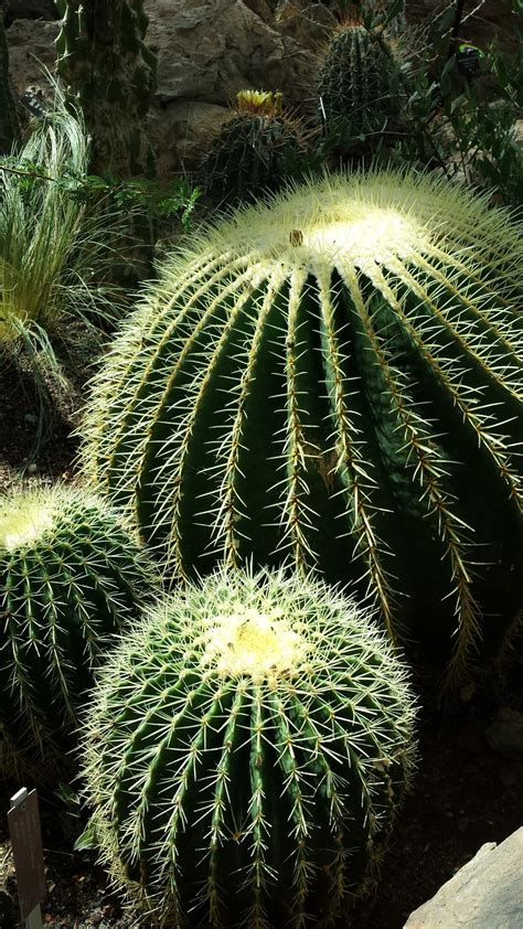 Fotos Gratis Rbol Naturaleza Cactus Flor Espina Verde Especia