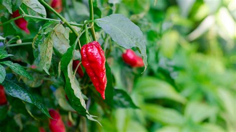 15 Spicy Peppers You Can Grow In Your Garden