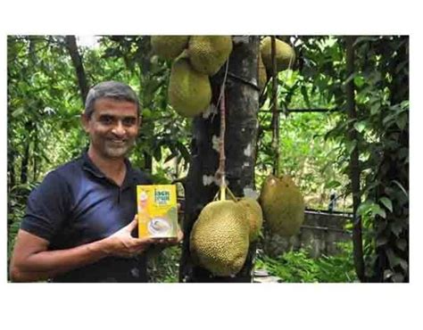 Indigenous Green Jackfruit Flour That Helps Control Blood Sugar Now