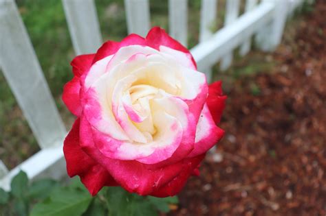 Quick, Easy Homemade Rose Oil - Recipes - The Spells8 Forum