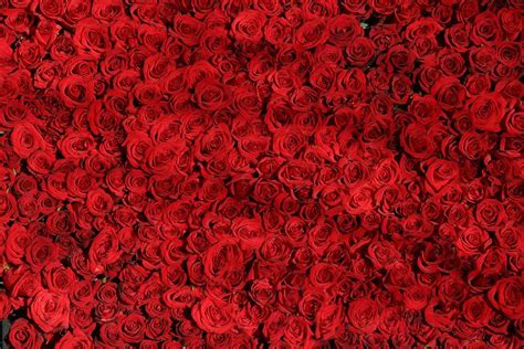 Bed of red roses Photograph by Artpics | Pixels