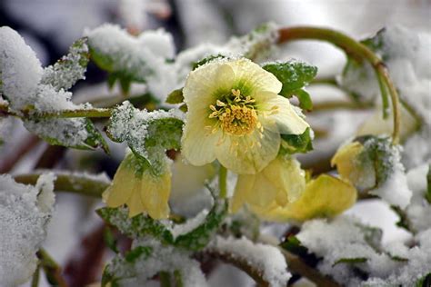 Fleurs de saison quelles variétés en hiver