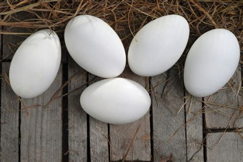 Goose Egg Recipe Ideas Backyard Poultry