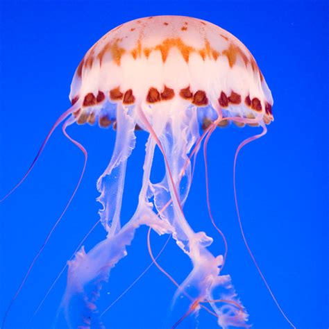 Collection Of PNG Jellyfish PlusPNG