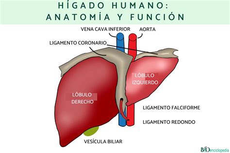 H Gado Humano Anatom A Y Funci N Resumen Para Estudiar