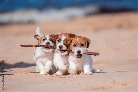 Playing Jack Russel terrier puppies Stock Photo | Adobe Stock