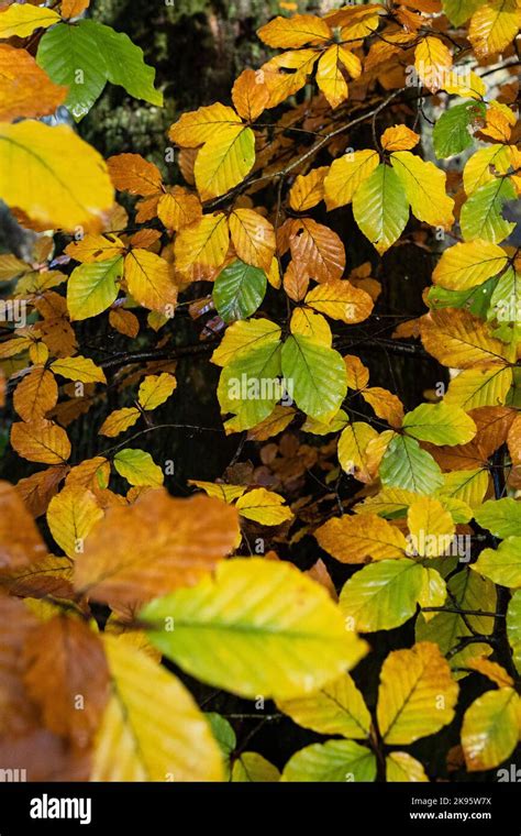 Beech tree leaves in autumn Stock Photo - Alamy