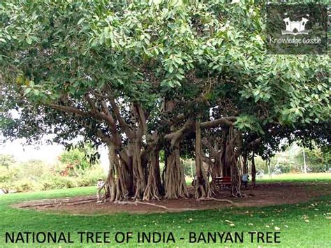 Banyan Tree The National Tree Of India Banyan Tree Evergreen