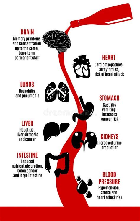 Effects of Alcohol on the Body Stock Vector - Illustration of background, kidney: 119869852