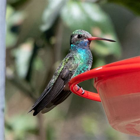 Solve Broad Billed Hummingbird Jigsaw Puzzle Online With Pieces