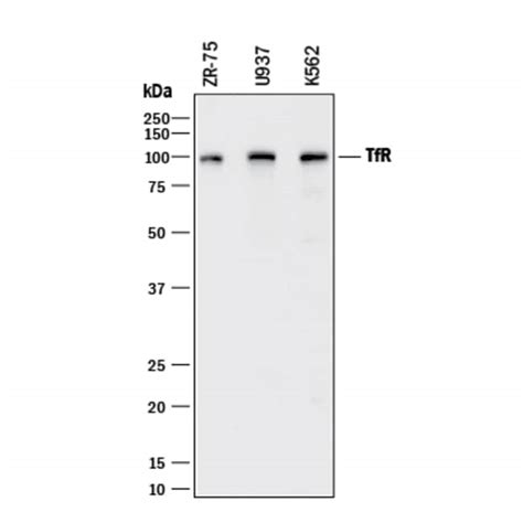 Human TfR Transferrin R Antibody R D Systems 100μg Unlabeled