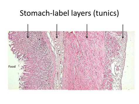 Stomach cell Diagram | Quizlet