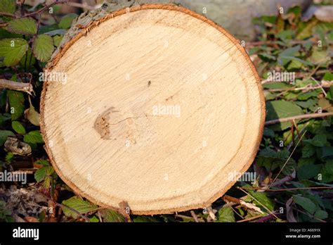 Querschnitt Des Baumes Fotos Und Bildmaterial In Hoher Aufl Sung Alamy