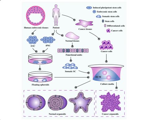 Unipotent Stem Cells