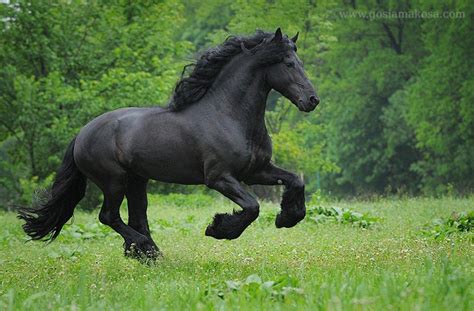 Friesian Horse Wallpapers Top Free Friesian Horse Backgrounds