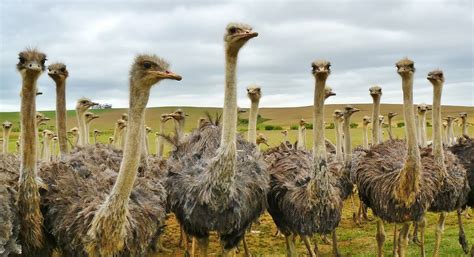 Ostrich Fact Sheet | Blog | Nature | PBS