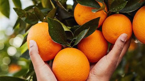 De D Nde Son Las Naranjas Que Vende Mercadona El Peri Dico Mediterr Neo