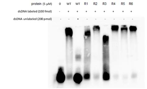 EMSA troubleshooting. Protein-DNA complex not migrating, cold probe ...