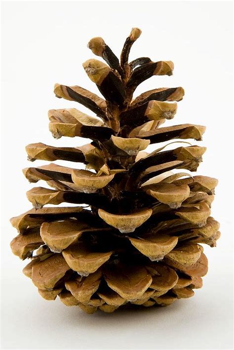 Pine cone art – Artofit