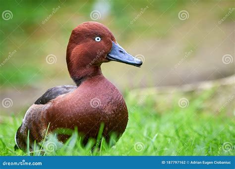 Ferruginous Duck Male Closeup Aythya Nyroca Stock Photo Image Of