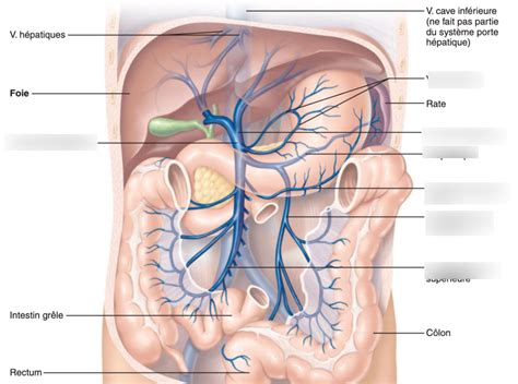 Veines De L Estomac Diagram Quizlet