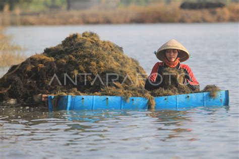 Panen Rumput Laut Antara Foto