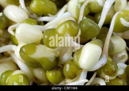 Mung Bean Sprouts Vigna Radiata Vigna Mungo Phaseolus Mungo