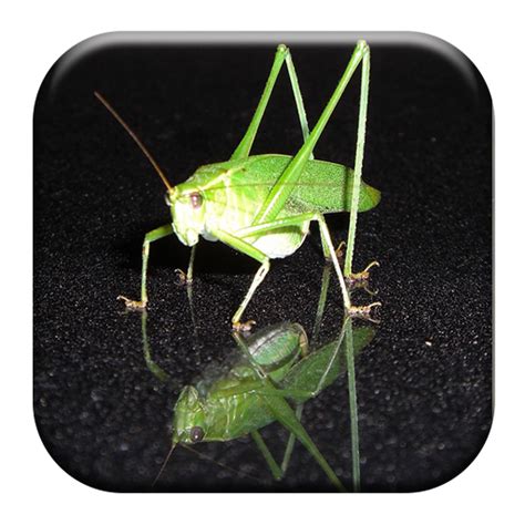 Katydid Sounds - Apps on Google Play