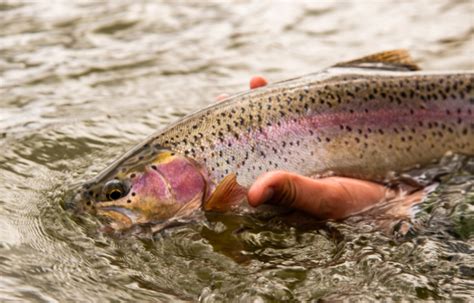 12 Places To Fly Fish Colorado Kirks Flyshop