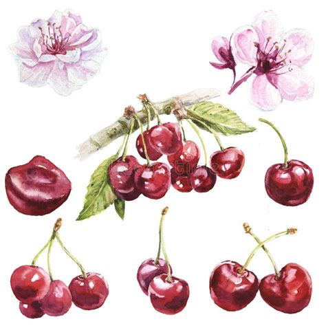 Cerises D Aquarelle Sur Une Branche Illustration Stock Illustration