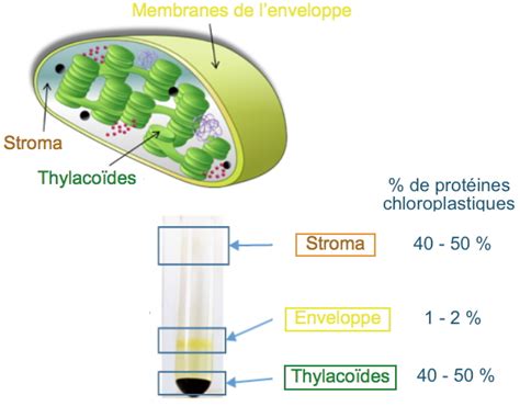 Laboratoire Physiologie Cellulaire V G Tale Mieux Comprendre La