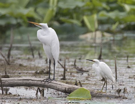 Great Egret Vs Snowy Egret