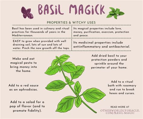 Basil Magic 12 Powerful Ways To Use Basil In Your Craft