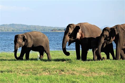 Minneriya National Park Halfday Safari