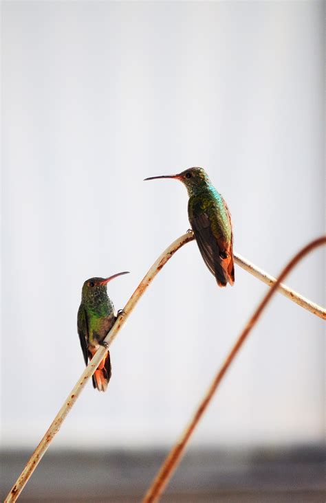 Hummingbirds Photos, Download The BEST Free Hummingbirds Stock Photos ...