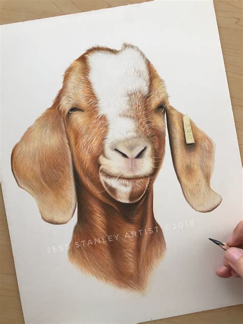 Boer Goat Drawing at PaintingValley.com | Explore collection of Boer ...