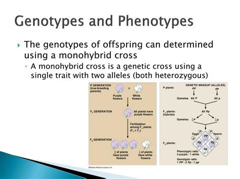 Ppt Theoretical Genetics Powerpoint Presentation Free Download Id