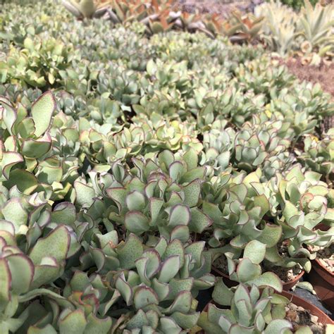 Crassulaarborescensbluewaves Giromagi Cactus And Succulents