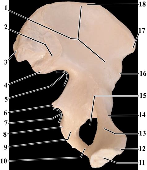 Os Coxae Medial View Diagram Quizlet