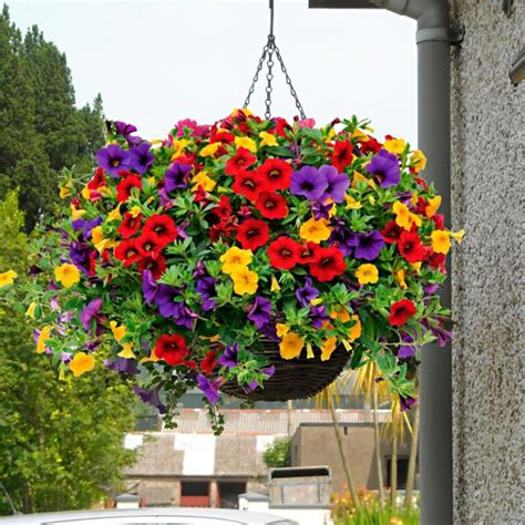 H Ngende Balkonpflanzen Passende Arten F R Einen Gr Nen Balkon Zenideen