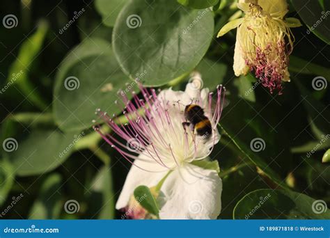 Macro Tiro De Uma Abelha Sentada Sobre Uma Bela Flor Branca De Cabra